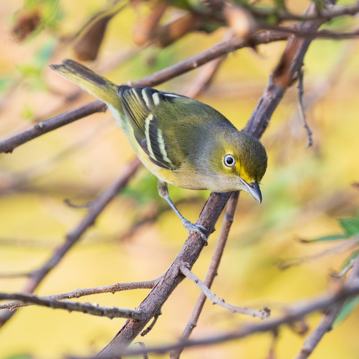 White-eyed Vireo - ML645860115