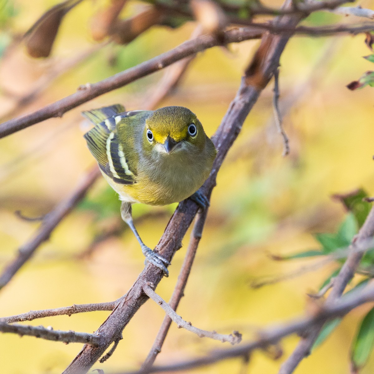 White-eyed Vireo - ML645860116