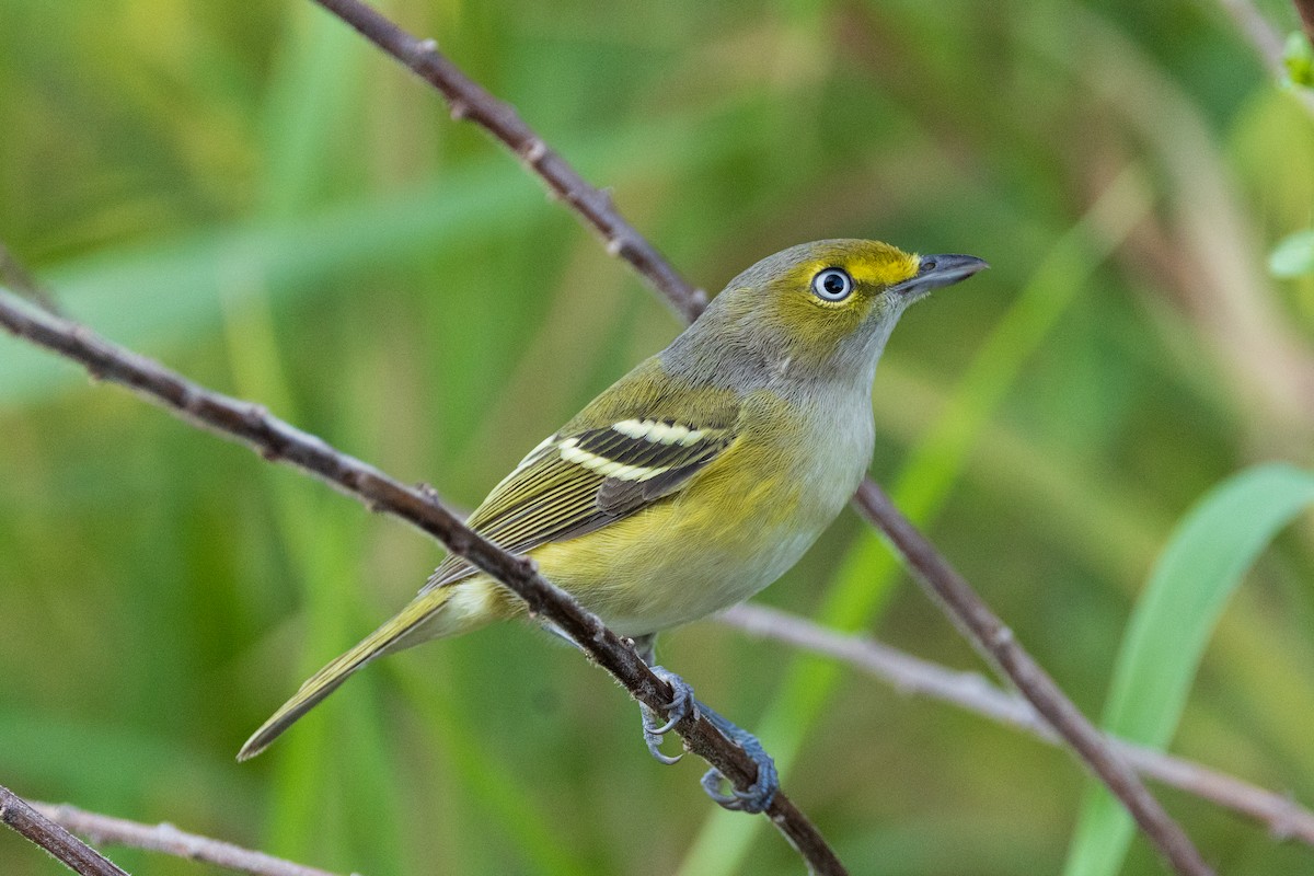 White-eyed Vireo - ML645860117