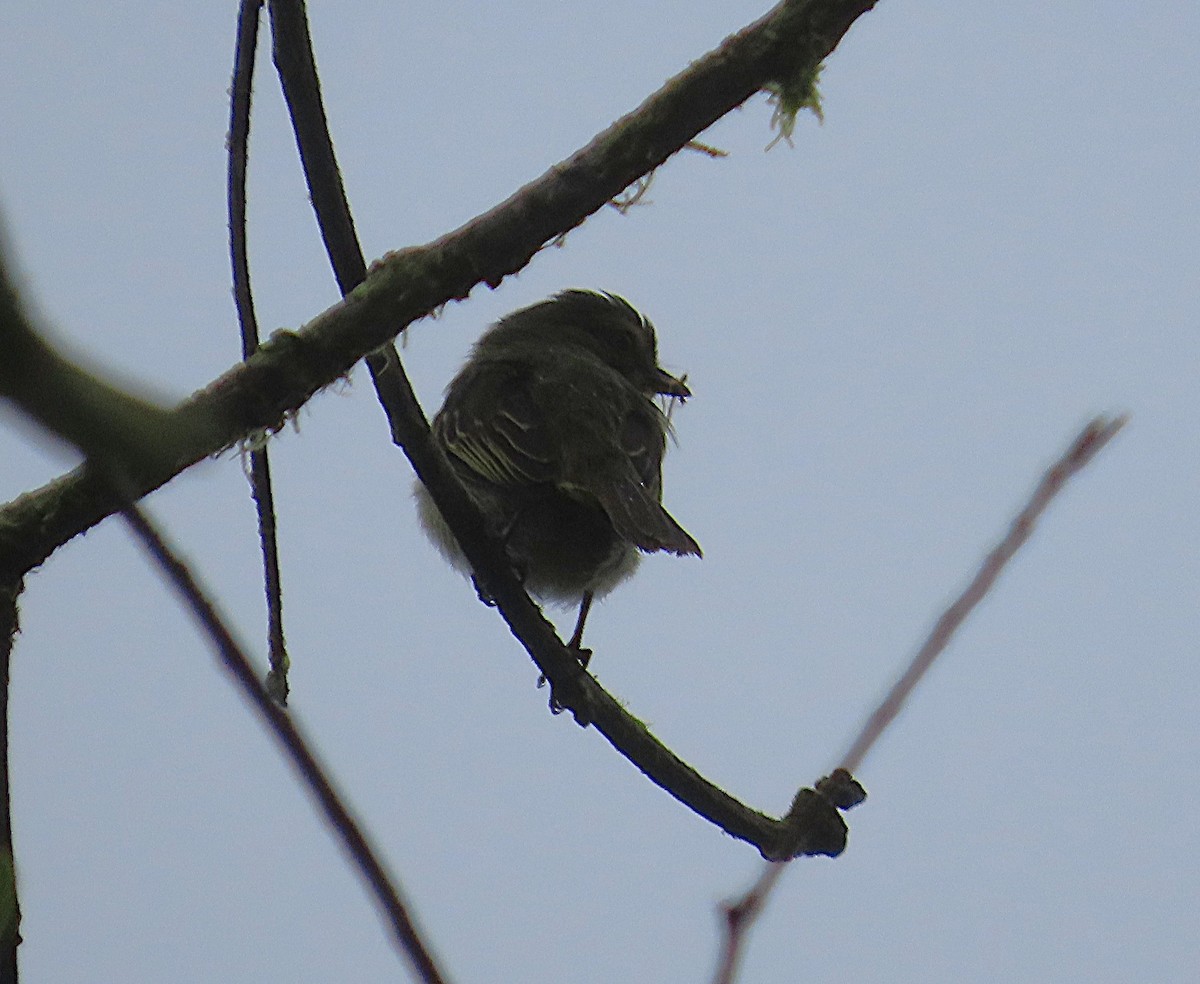 Choco Tyrannulet - ML645860119