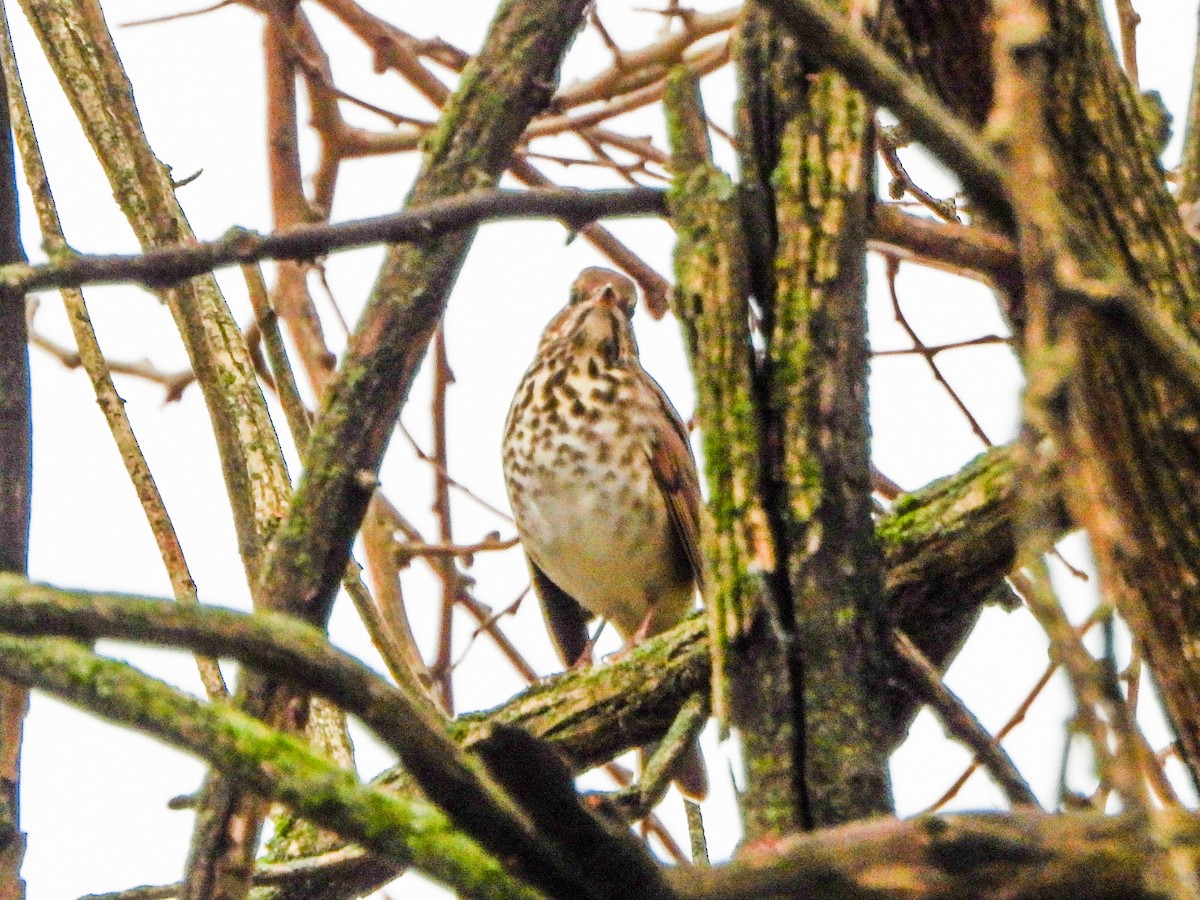 Hermit Thrush - ML645860121