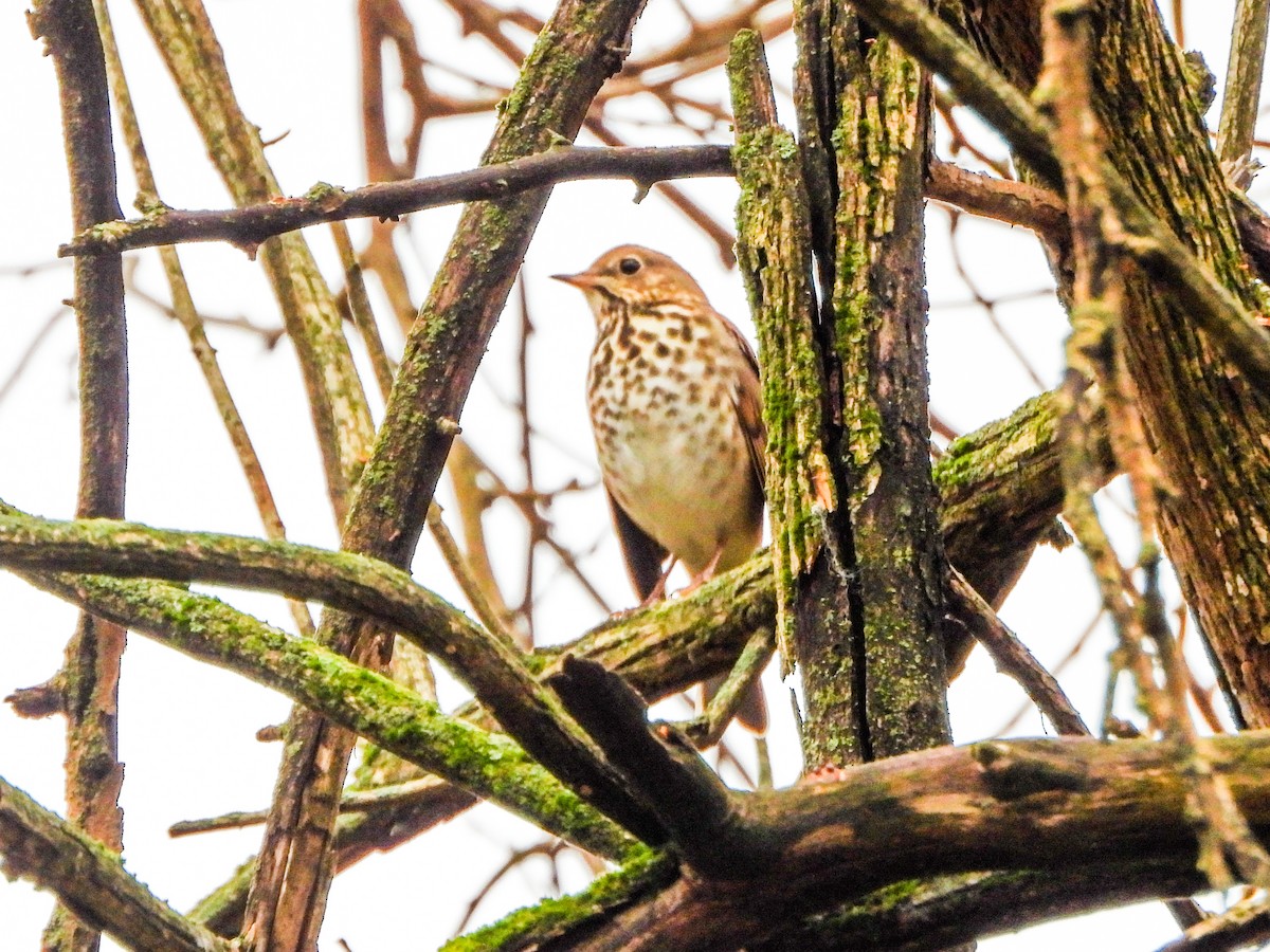 Hermit Thrush - ML645860122