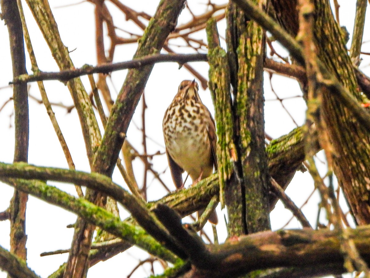 Hermit Thrush - ML645860123