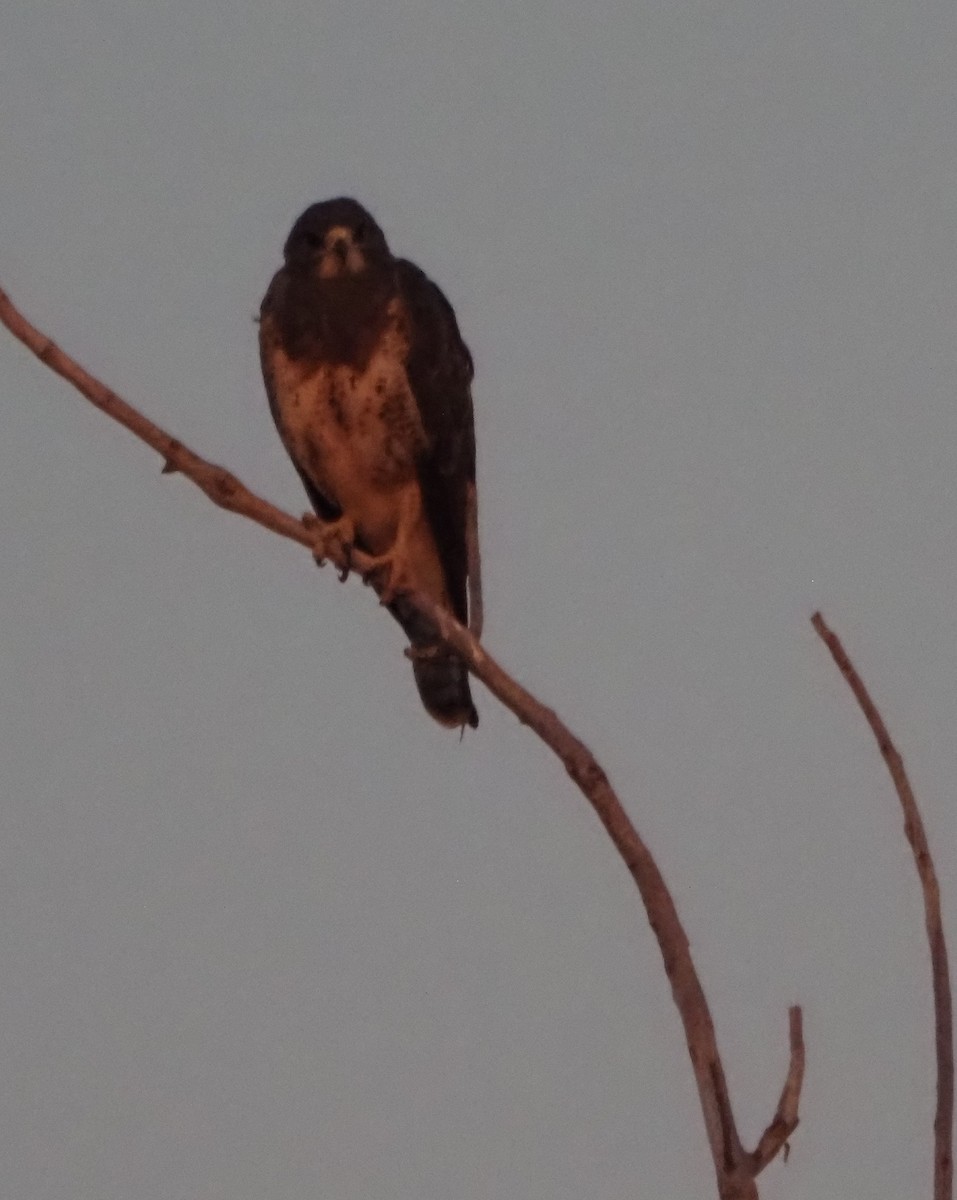 Свенсонов канюк - ML645860125