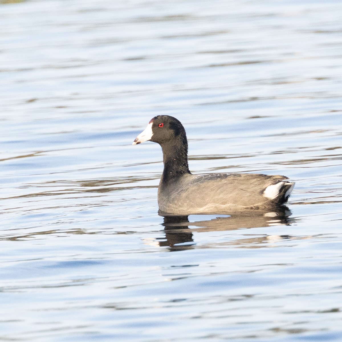 American Coot - ML645860126