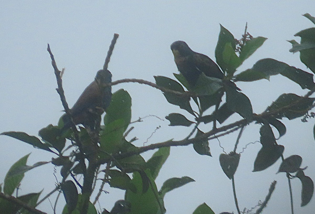 Bronze-winged Parrot - ML645860129