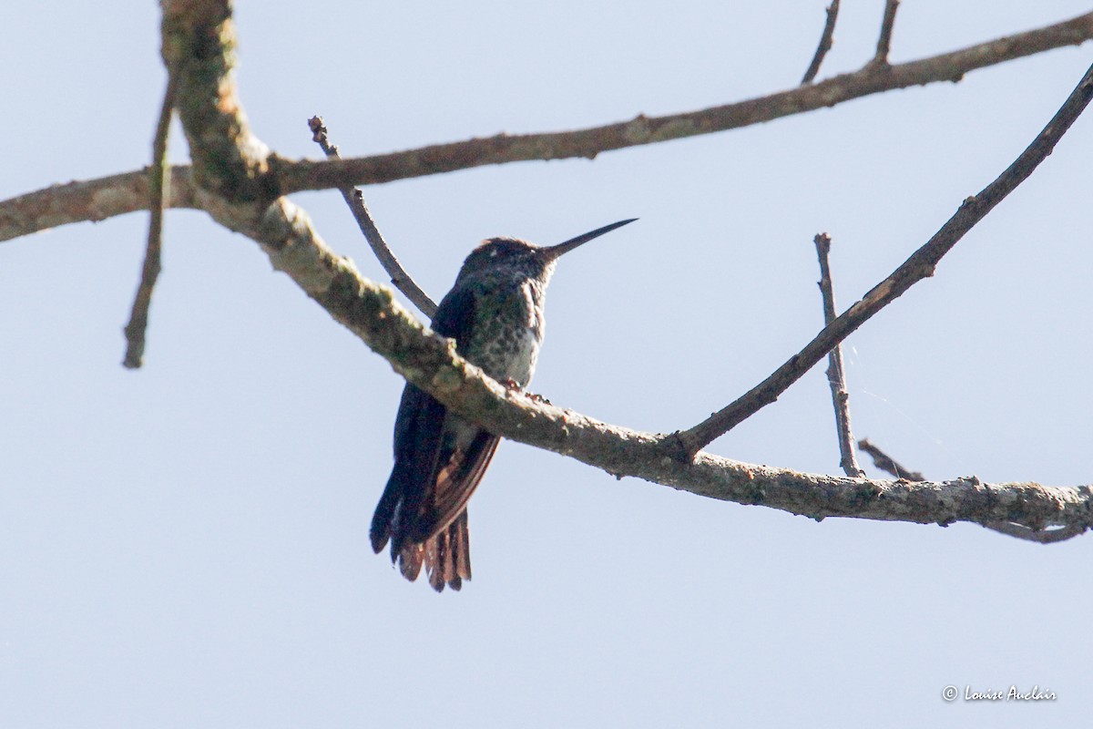 Colibri grivelé - ML645860137