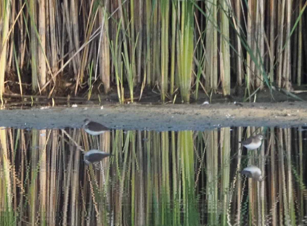 Solitary Sandpiper - ML645860143