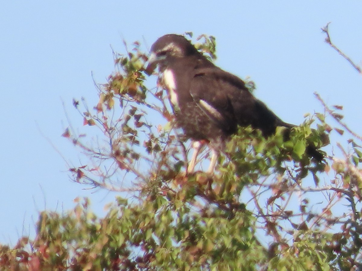 White-tailed Hawk - ML645860147