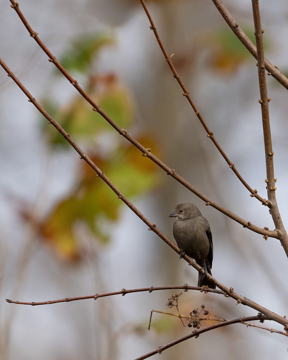 Braunkopf-Kuhstärling - ML645860149