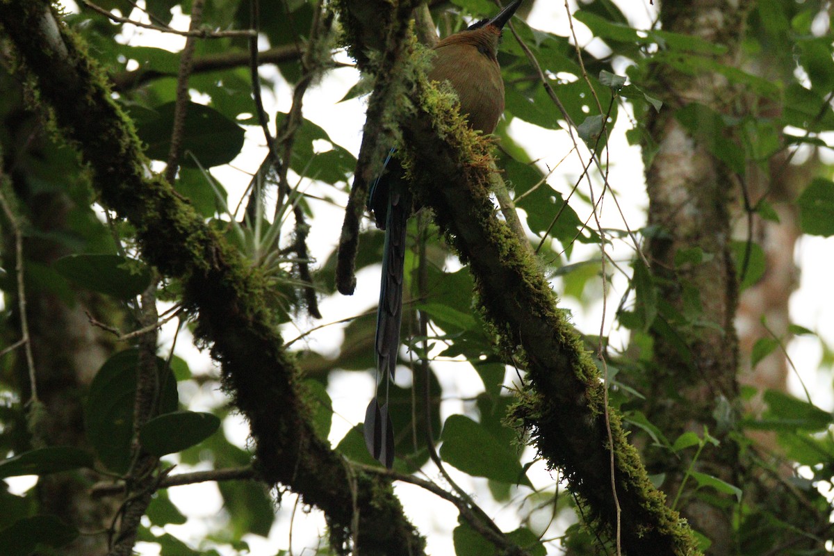 Whooping Motmot - ML645860152