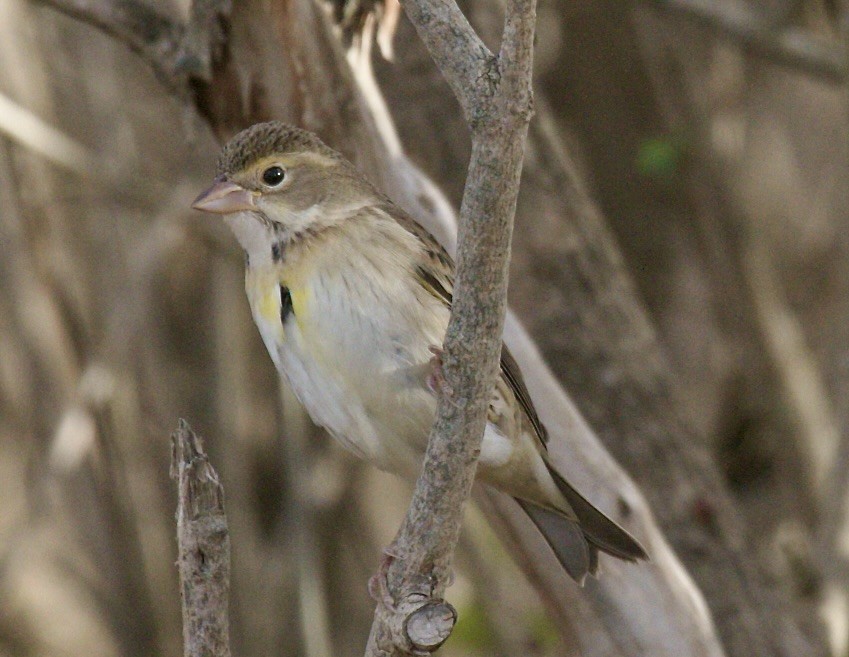 Dickcissel - ML645860160