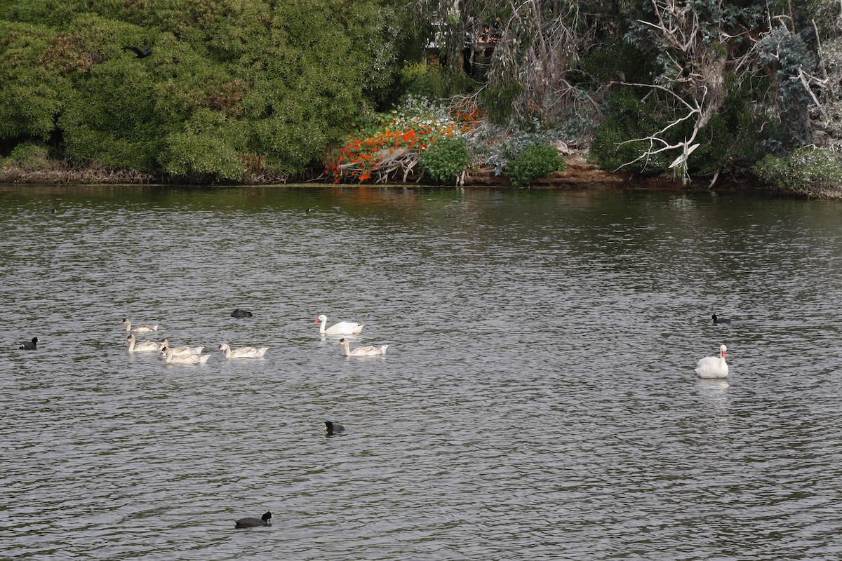 Coscoroba Swan - ML645860161