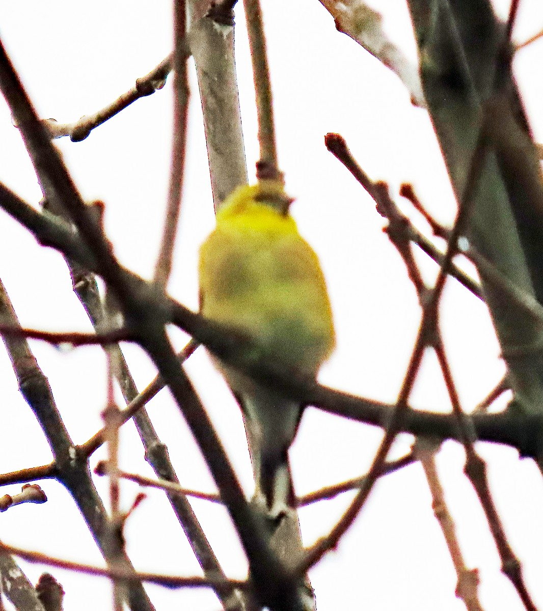 Altın İskete - ML645860178