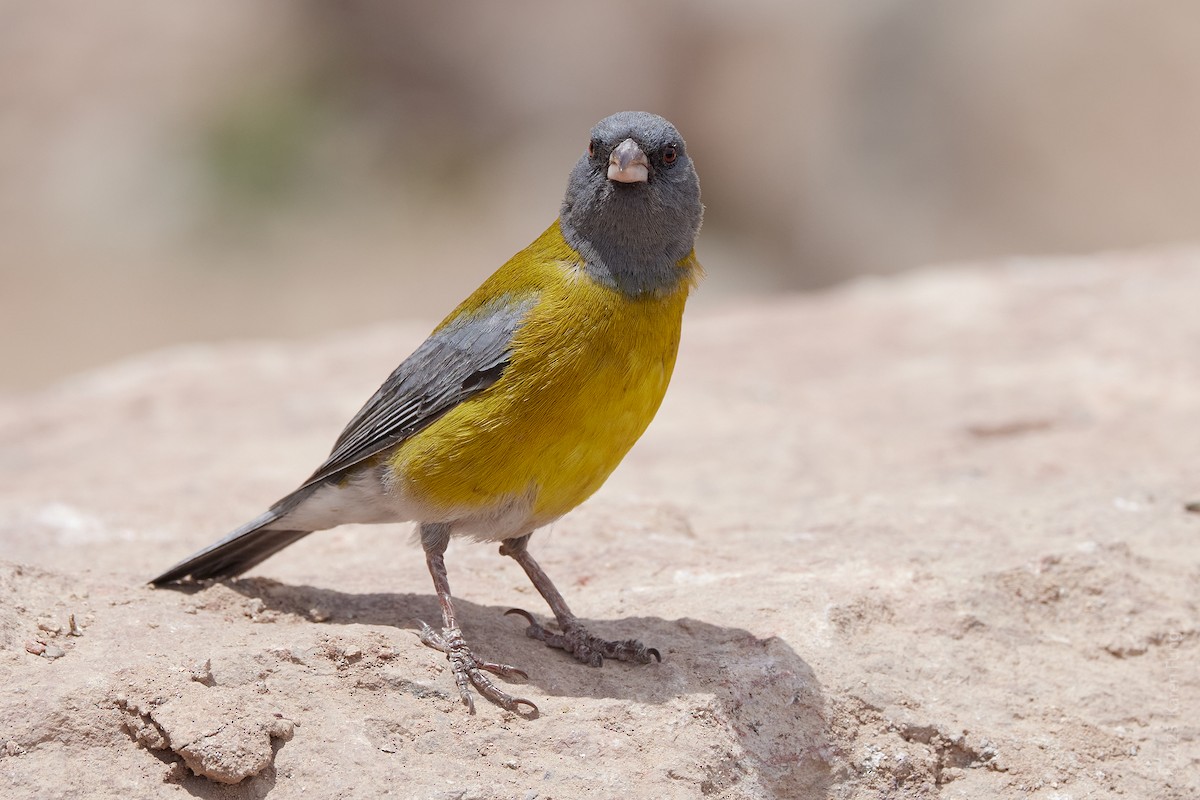 Gray-hooded Sierra Finch - ML645860179