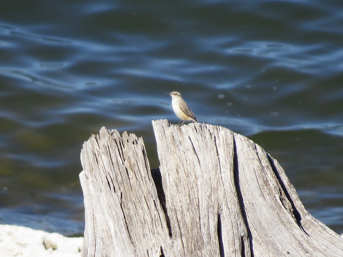 Rock Wren - ML645860181