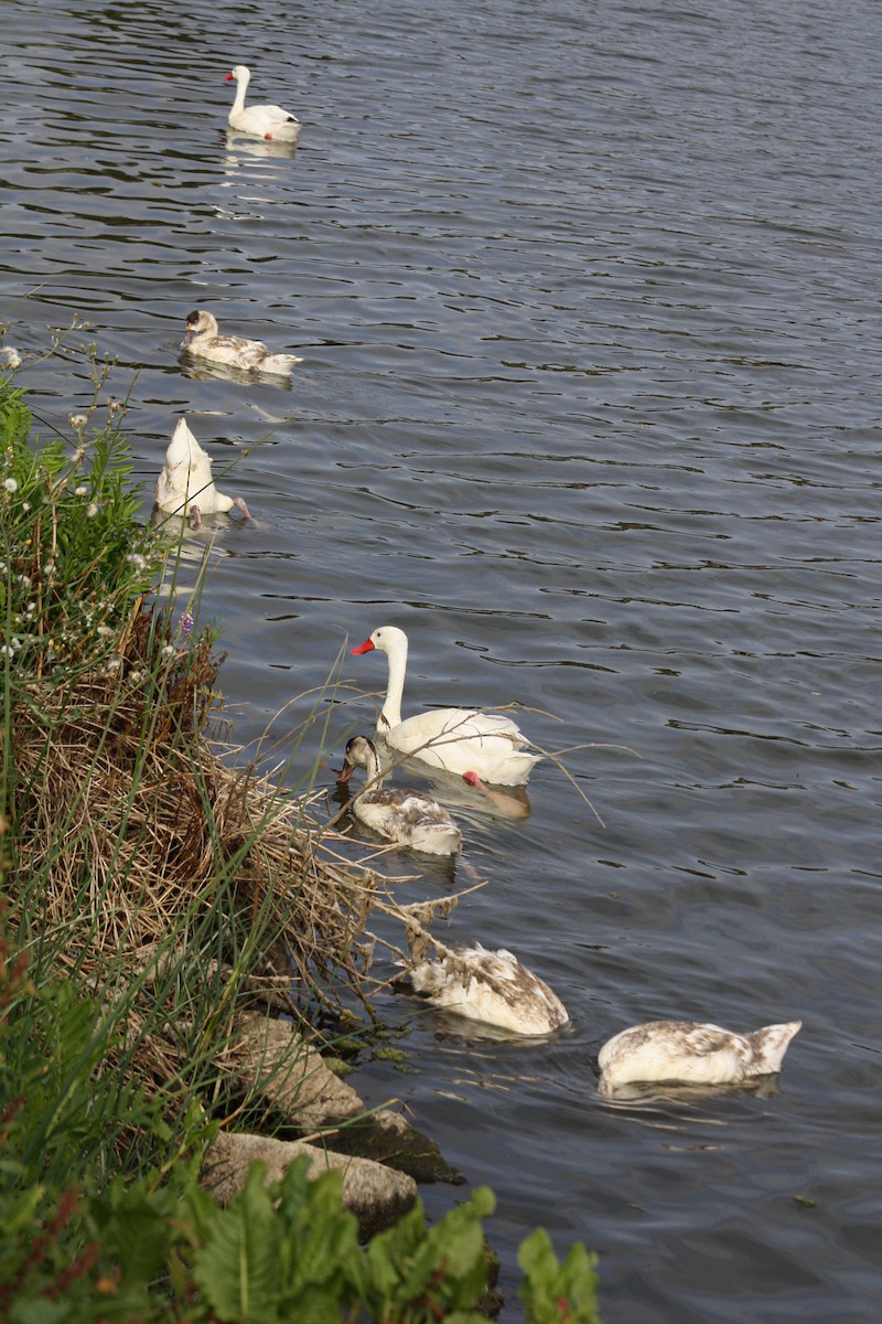 Coscoroba Swan - ML645860185