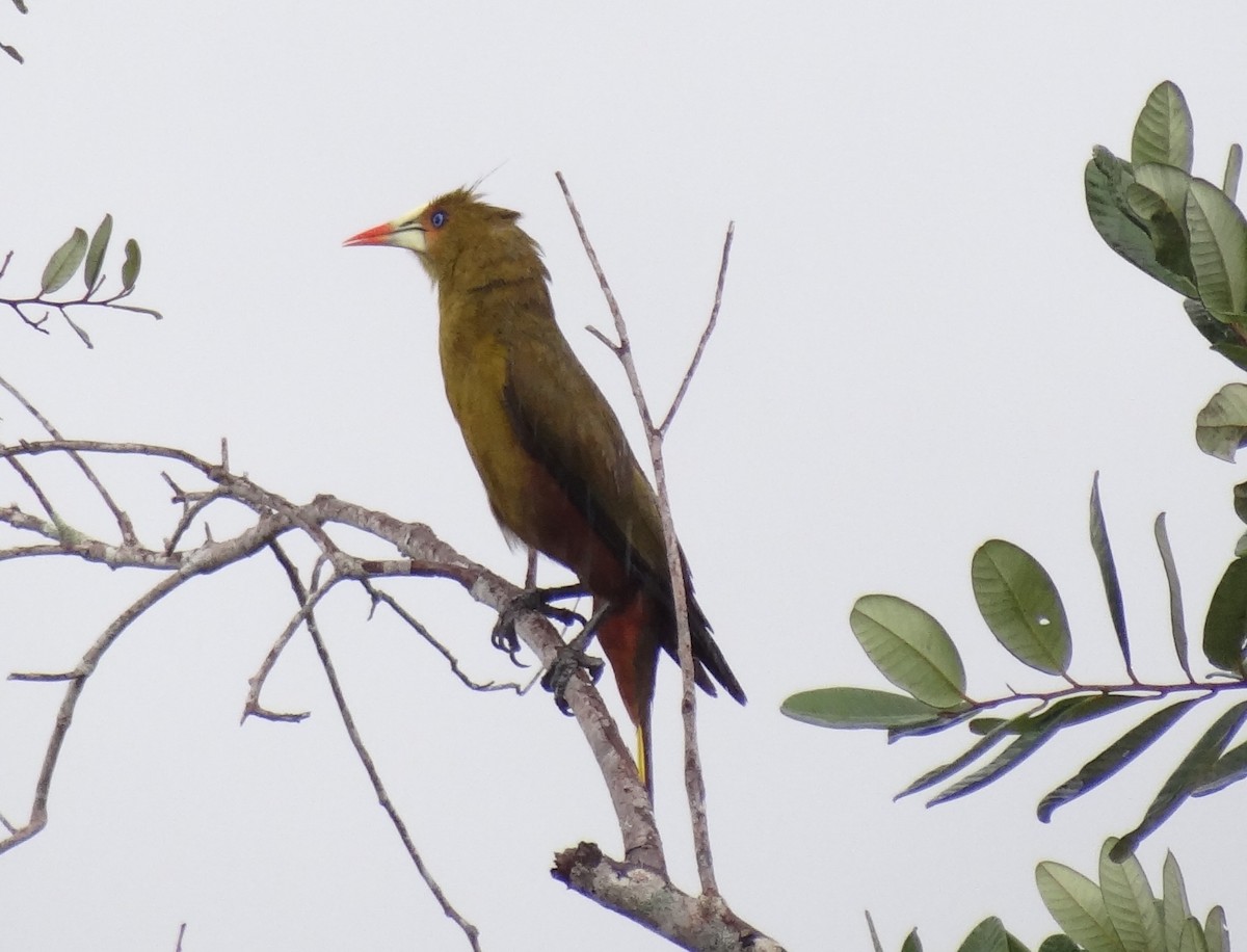 Green Oropendola - ML645860187