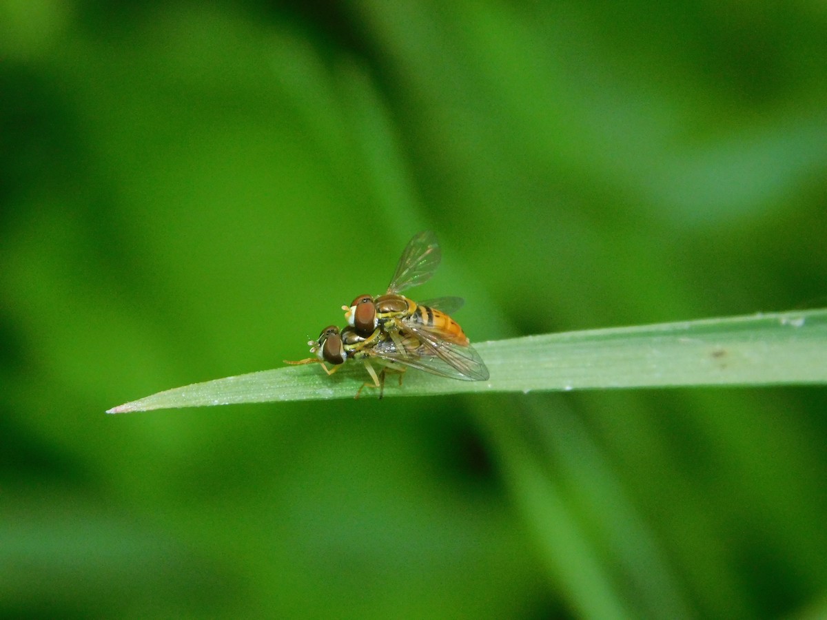 Margined Calligrapher Fly - ML645860188