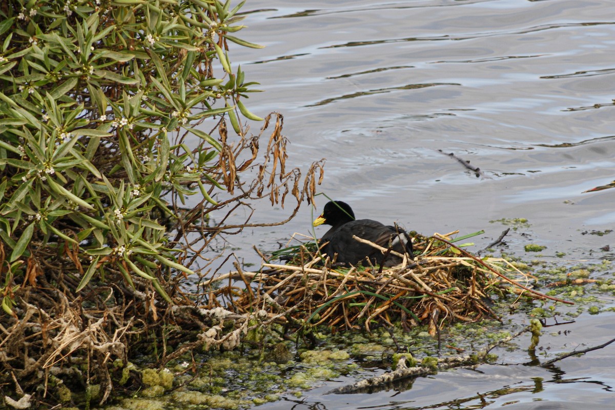 Red-gartered Coot - ML645860192