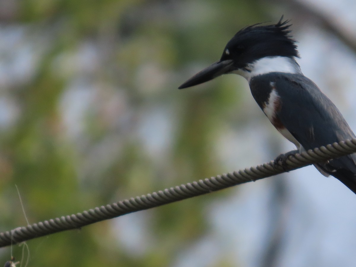 שלדג אמריקני - ML645860199