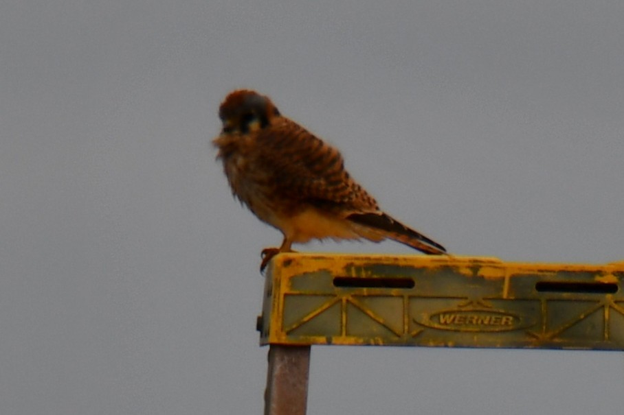 American Kestrel - ML645860201