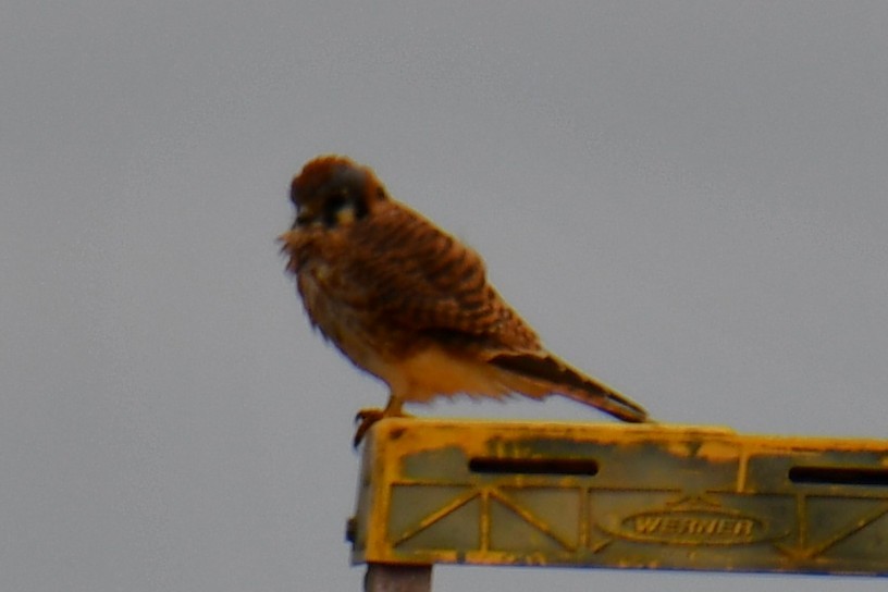 American Kestrel - ML645860202