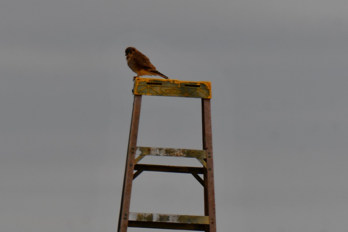 American Kestrel - ML645860203