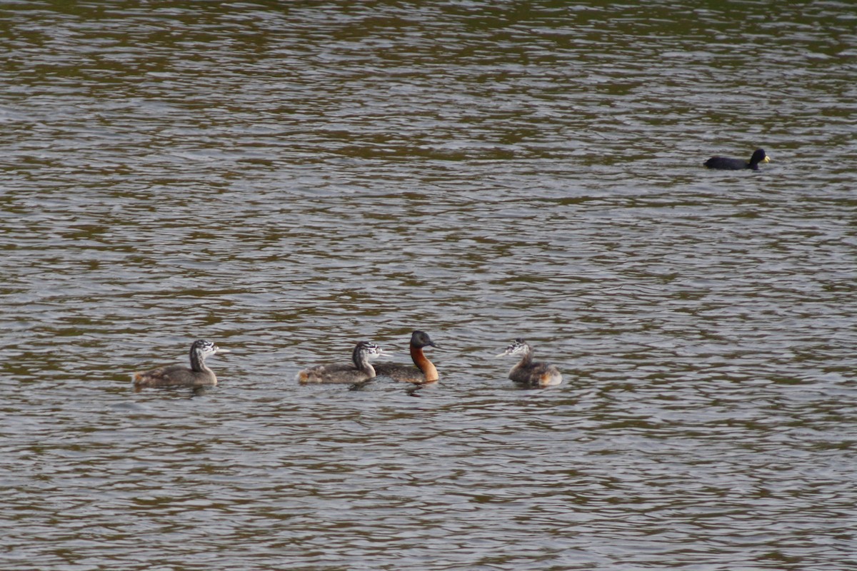 Great Grebe - ML645860205