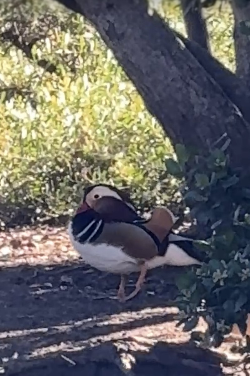 Mandarin Duck - ML645860208