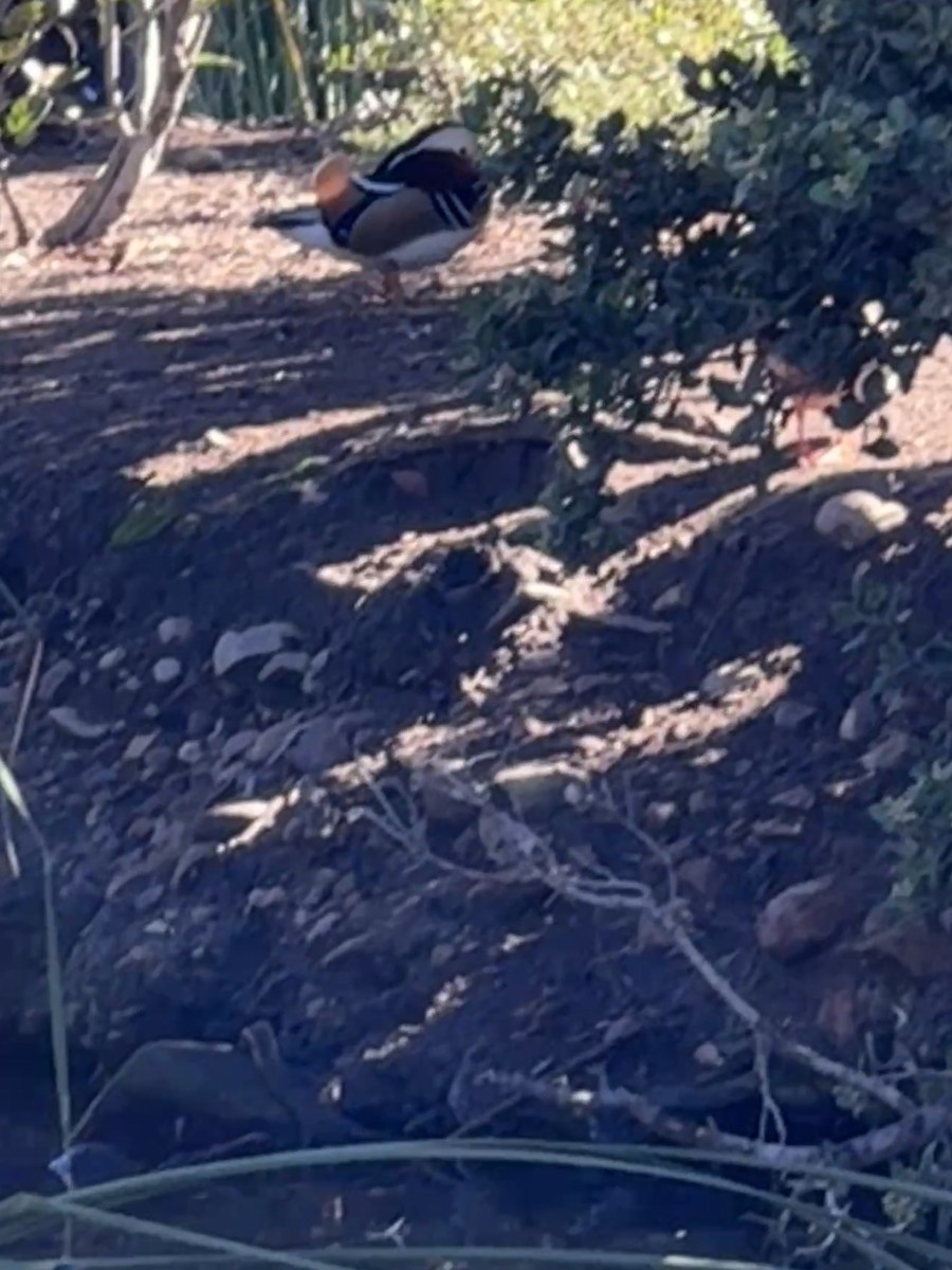 Mandarin Duck - ML645860209