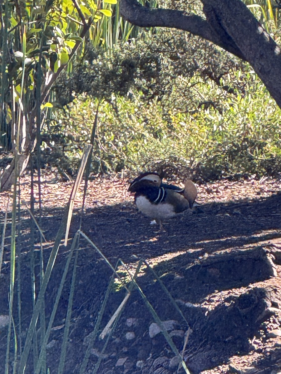 Mandarin Duck - ML645860210