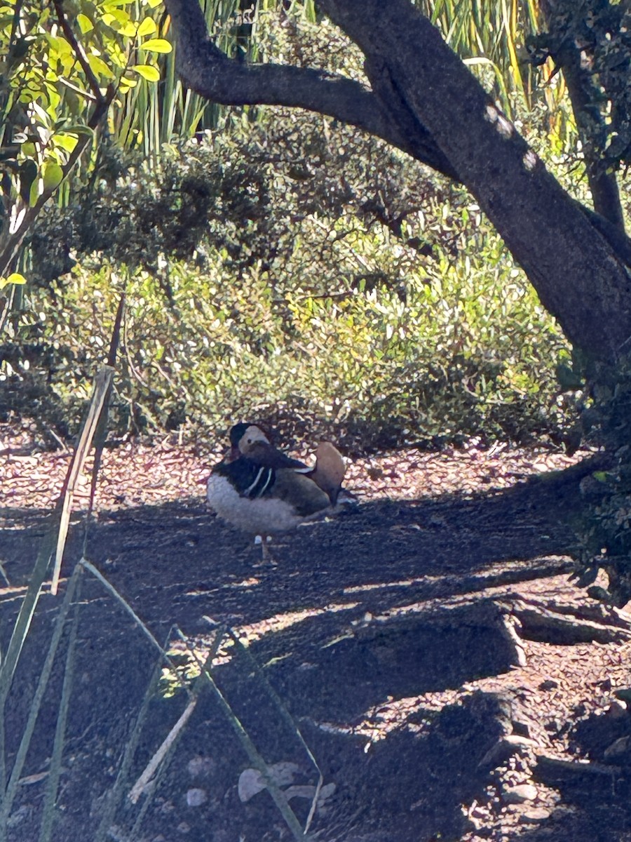 Mandarin Duck - ML645860211