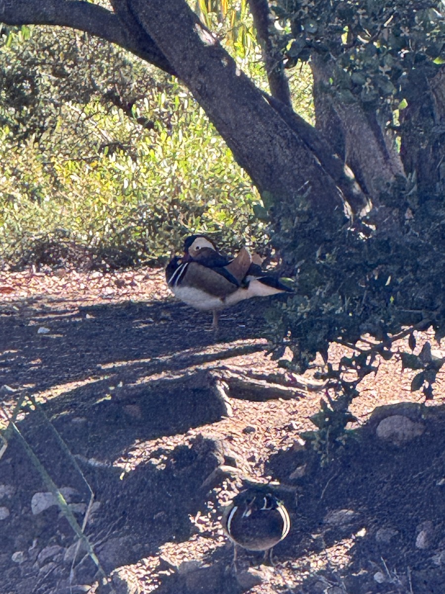 Mandarin Duck - ML645860212
