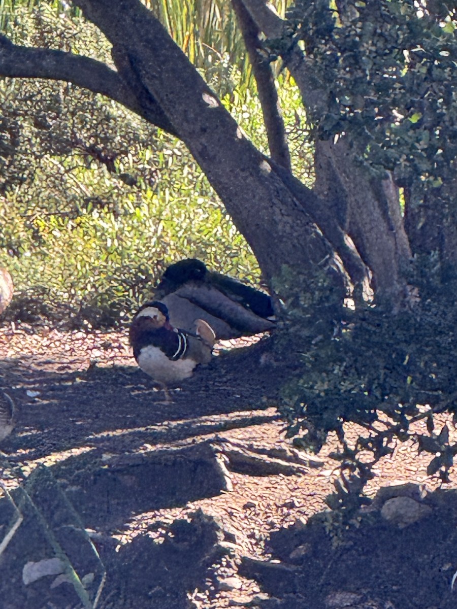 Mandarin Duck - ML645860214