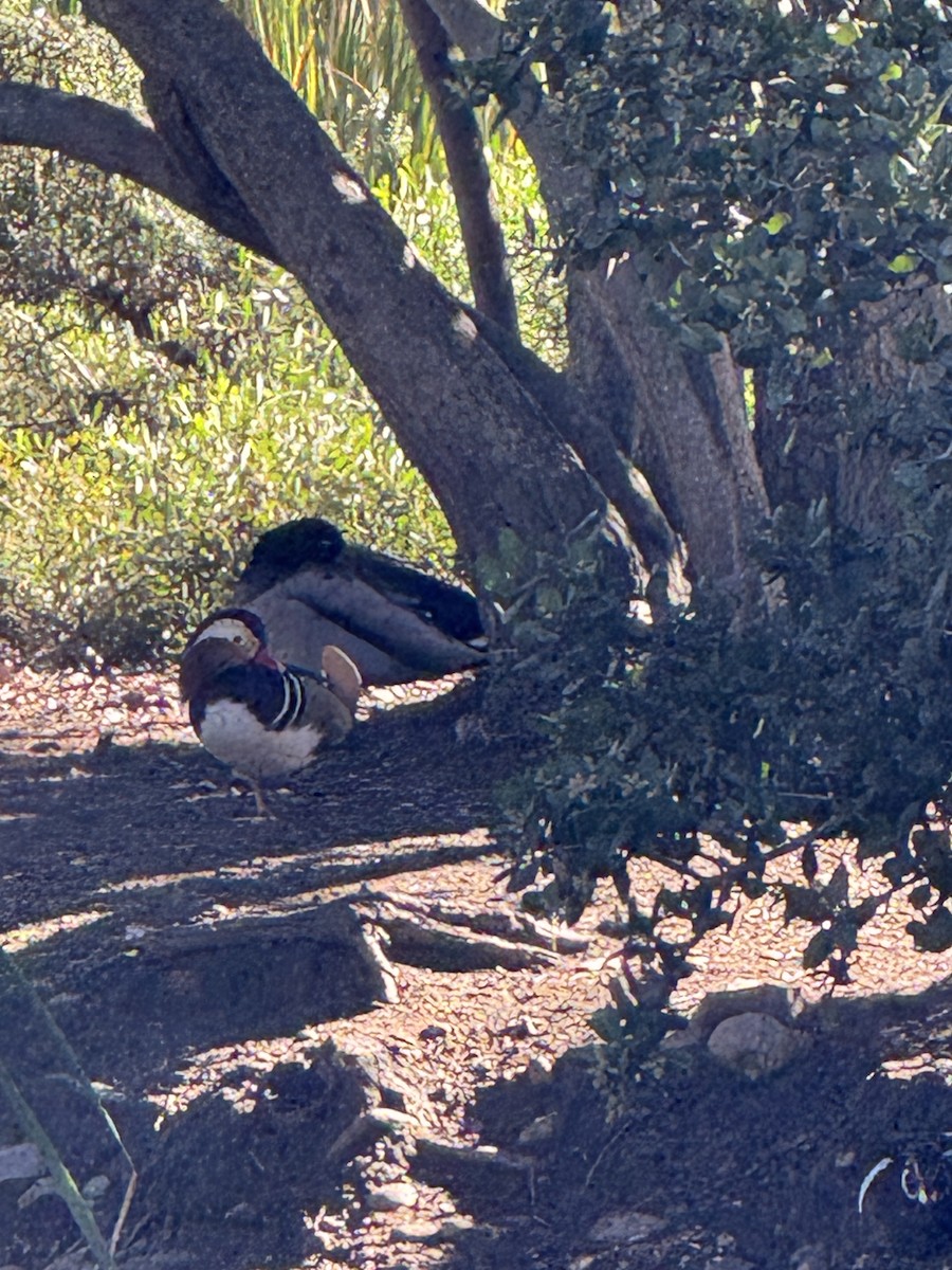 Mandarin Duck - ML645860215