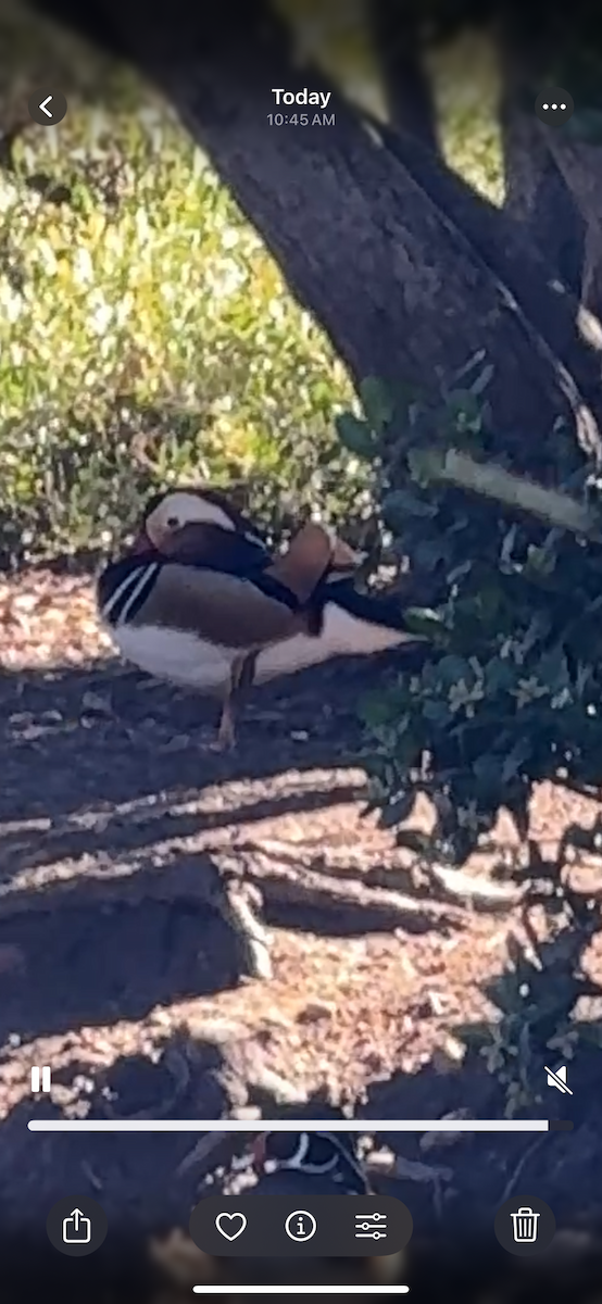 Mandarin Duck - ML645860216