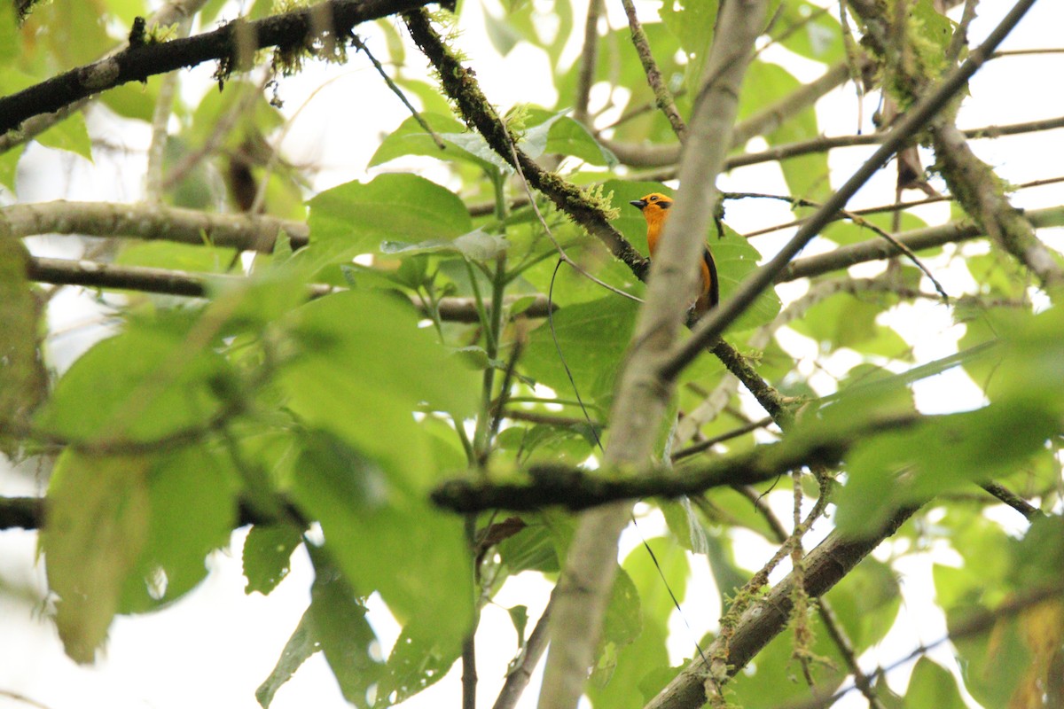 Golden Tanager - ML645860227