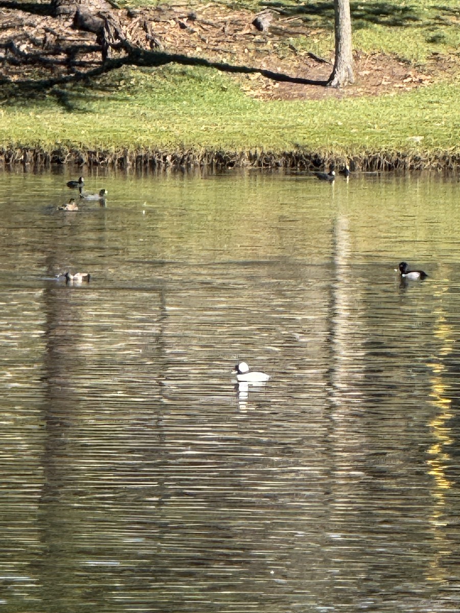 Bufflehead - ML645860228