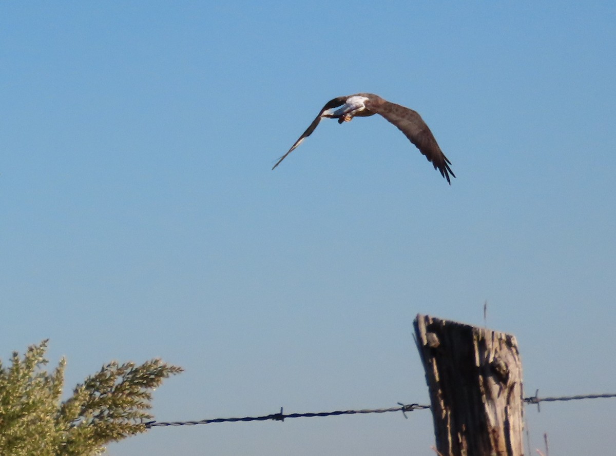 White-tailed Hawk - ML645860231