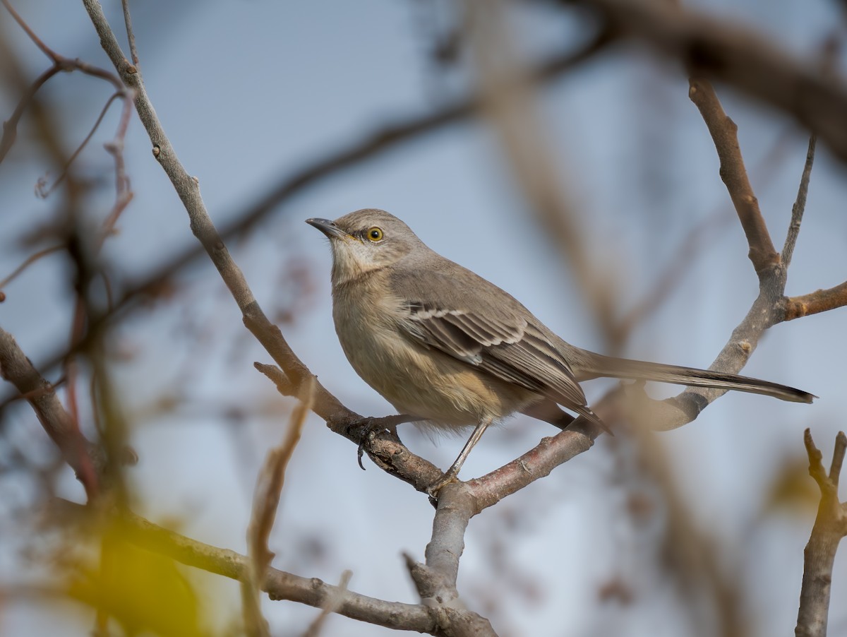 drozdec mnohohlasý - ML645860235