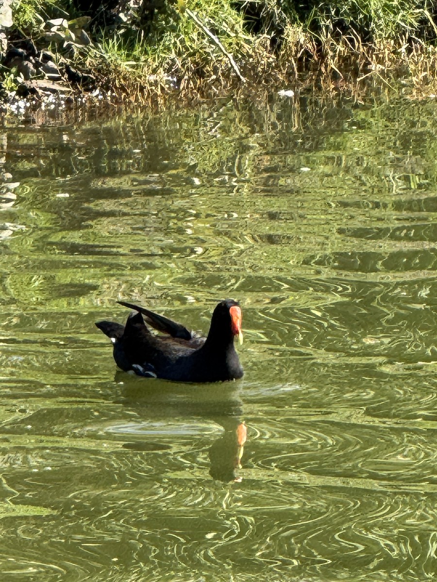 Common Gallinule - ML645860243