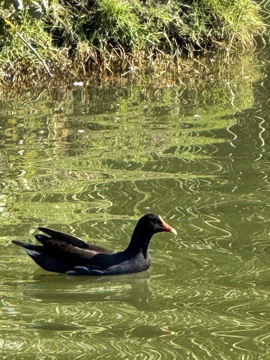 Common Gallinule - ML645860244