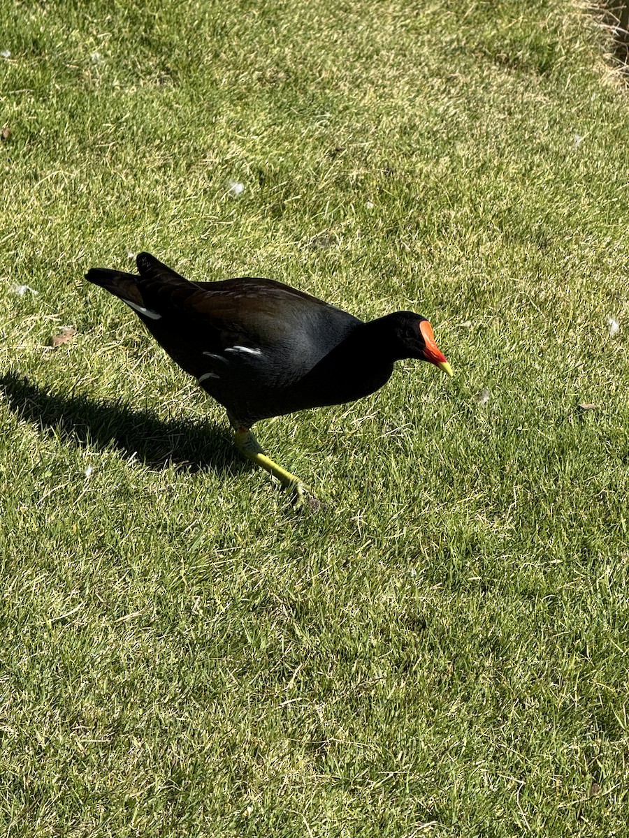 Common Gallinule - ML645860245