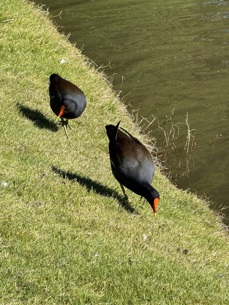 Common Gallinule - ML645860246