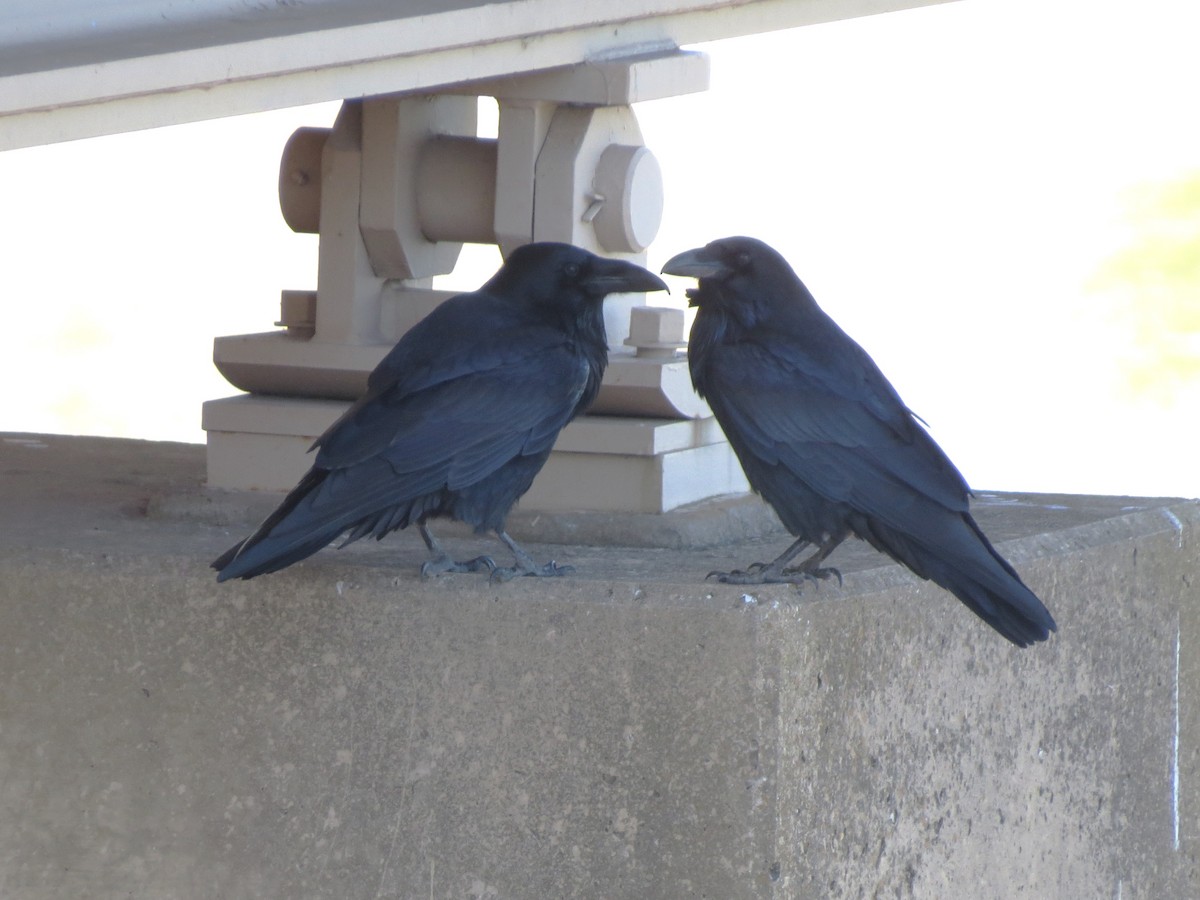 Corvo imperiale - ML645860249