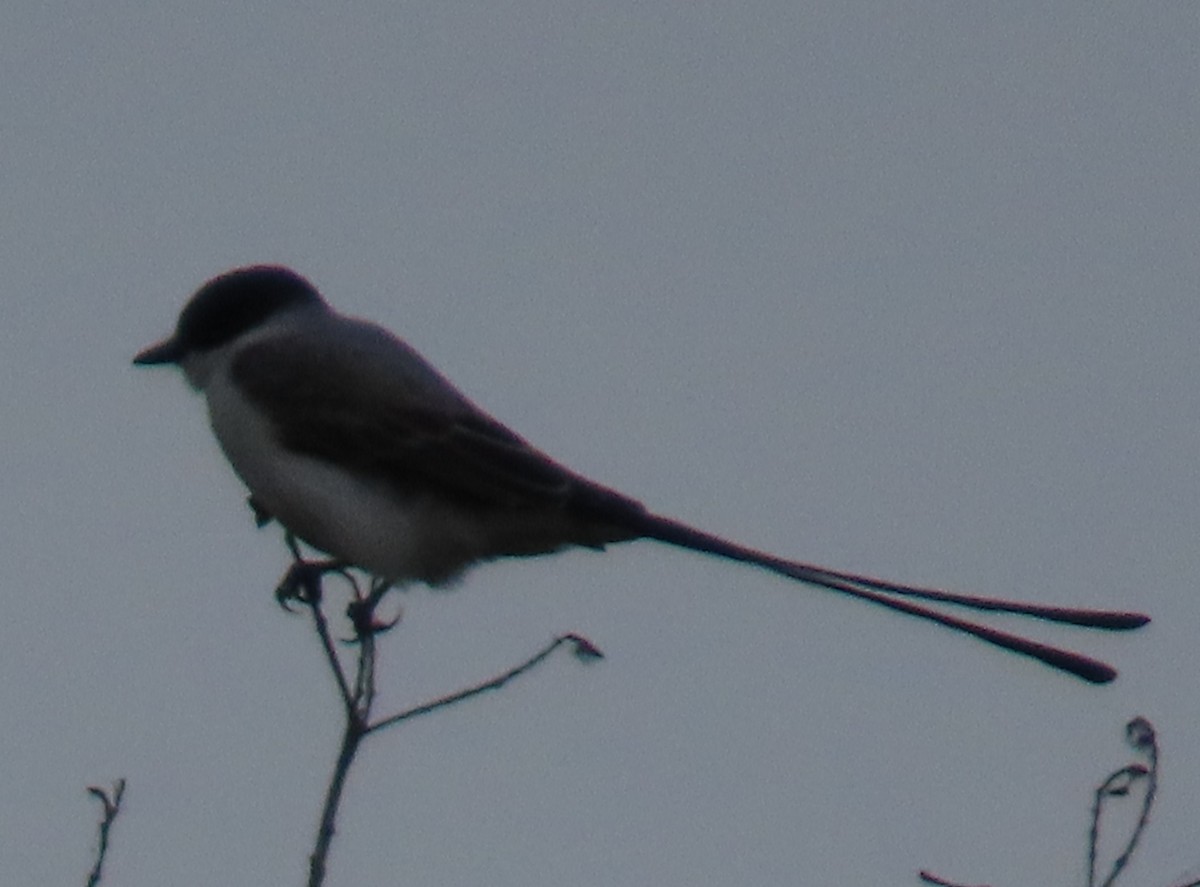 Fork-tailed Flycatcher (monachus) - ML645860250