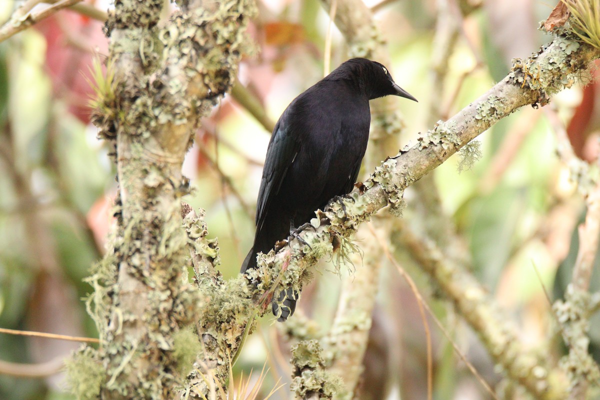 Carib Grackle - ML645860251