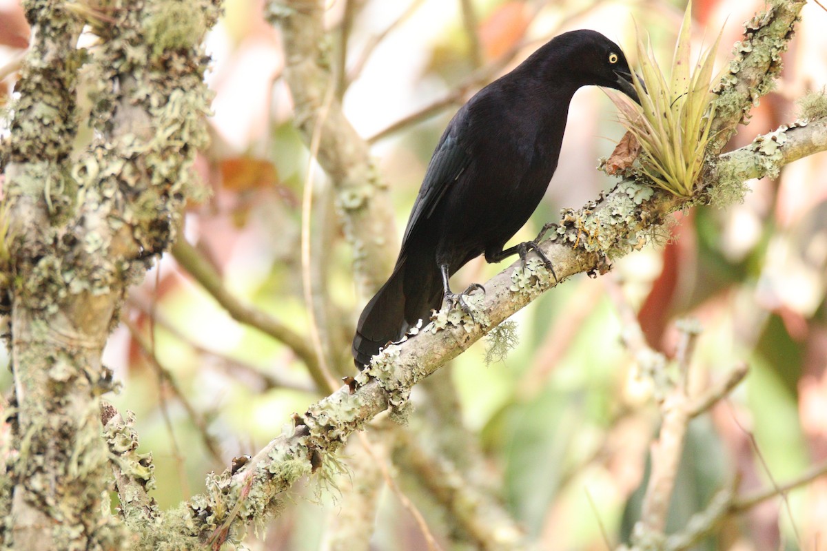 Carib Grackle - ML645860252