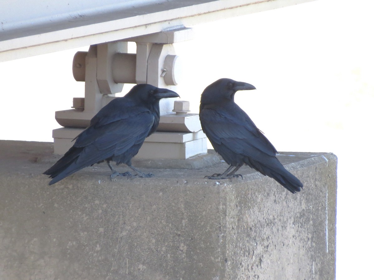 Corvo imperiale - ML645860255